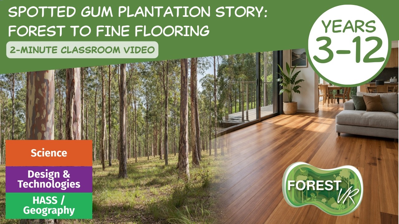 Spotted Gum Plantation Story: Forest to Fine Flooring (2 Minutes) - ForestVR™
