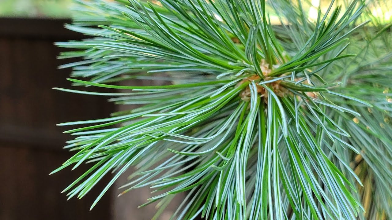 Limber Pine — NEW EASTERN WHITE PINE ALTERNATIVE 🌲