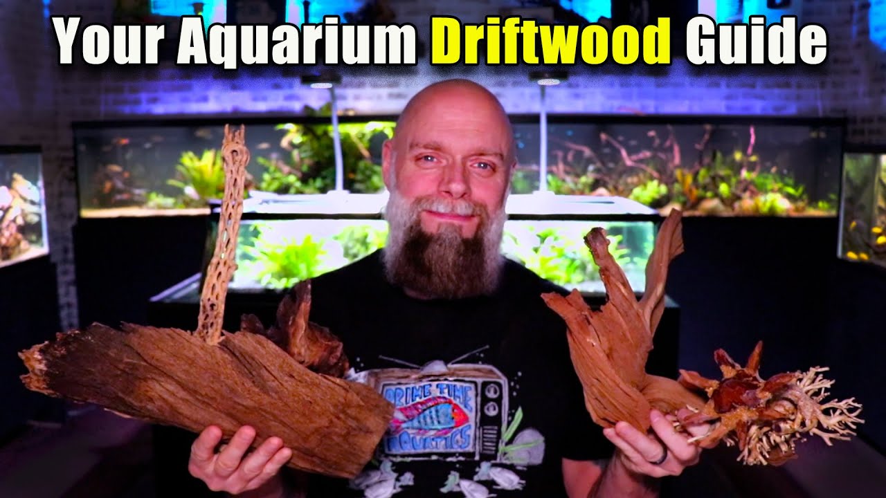 Your Guide to Aquarium Driftwood - What You Need to Know!