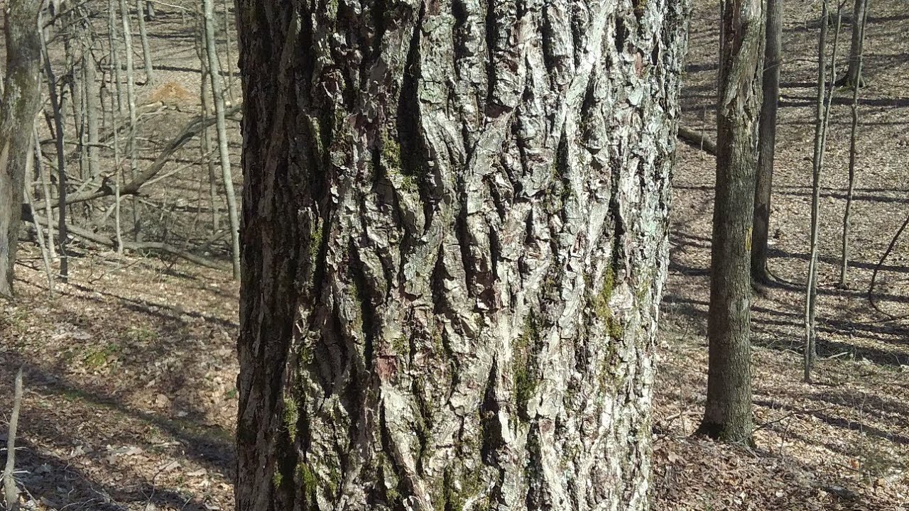 Mockernut Hickory early spring identification