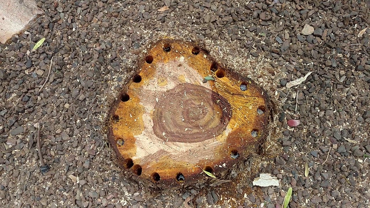 Sissoo Tree - How to Kill the Root System step by step