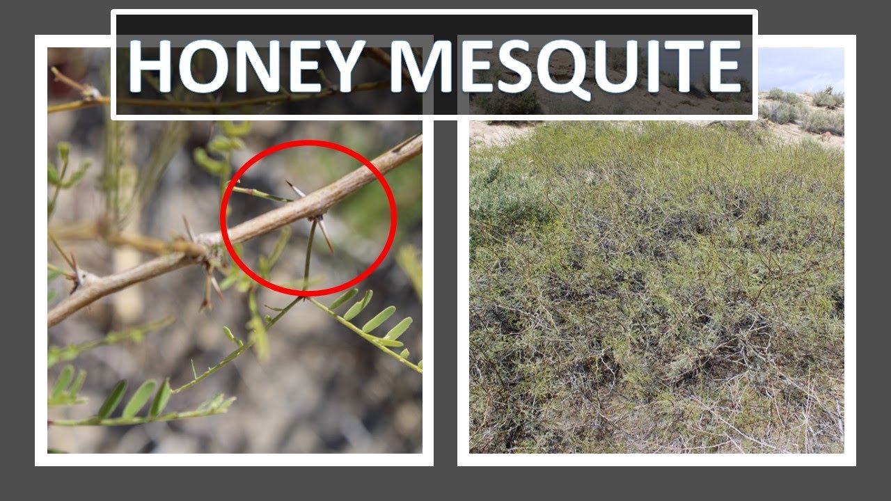 HONEY MESQUITE Prosopis glandulosa, Anza-Borrego, Sonoran Desert & Mojave Desert