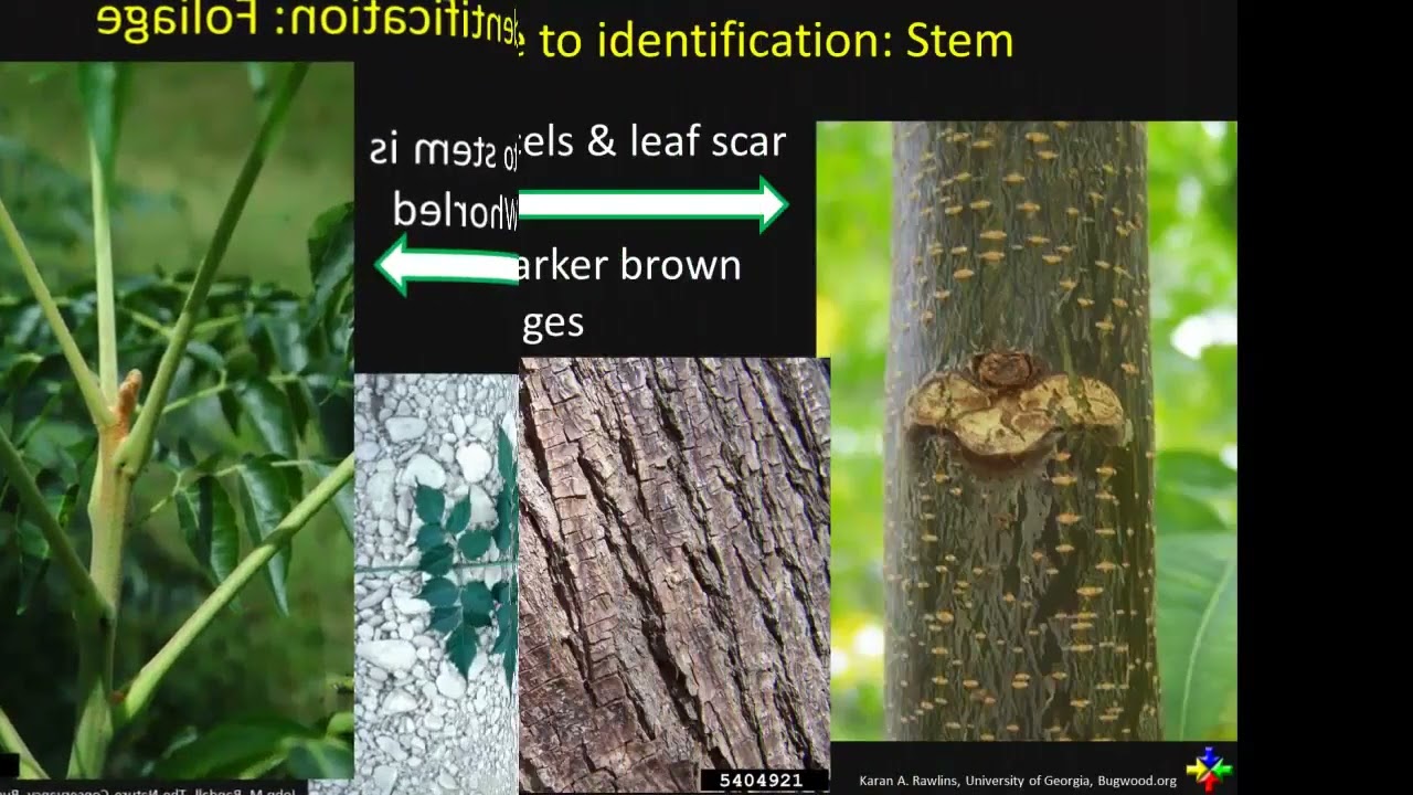 chinaberry (Melia azedarach) Identification Guide