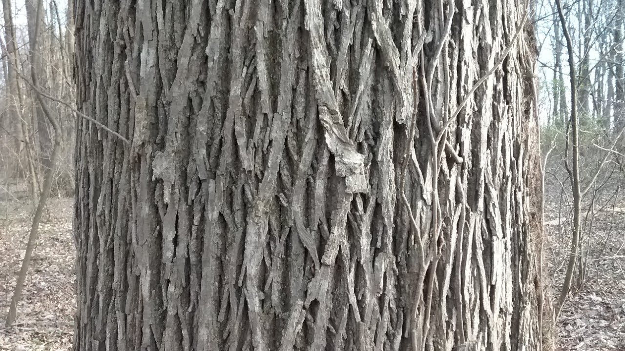 Shellbark and Shagbark Hickories winter identification