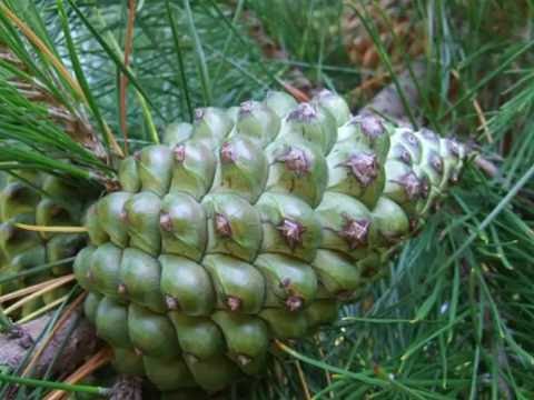 Pinus radiata