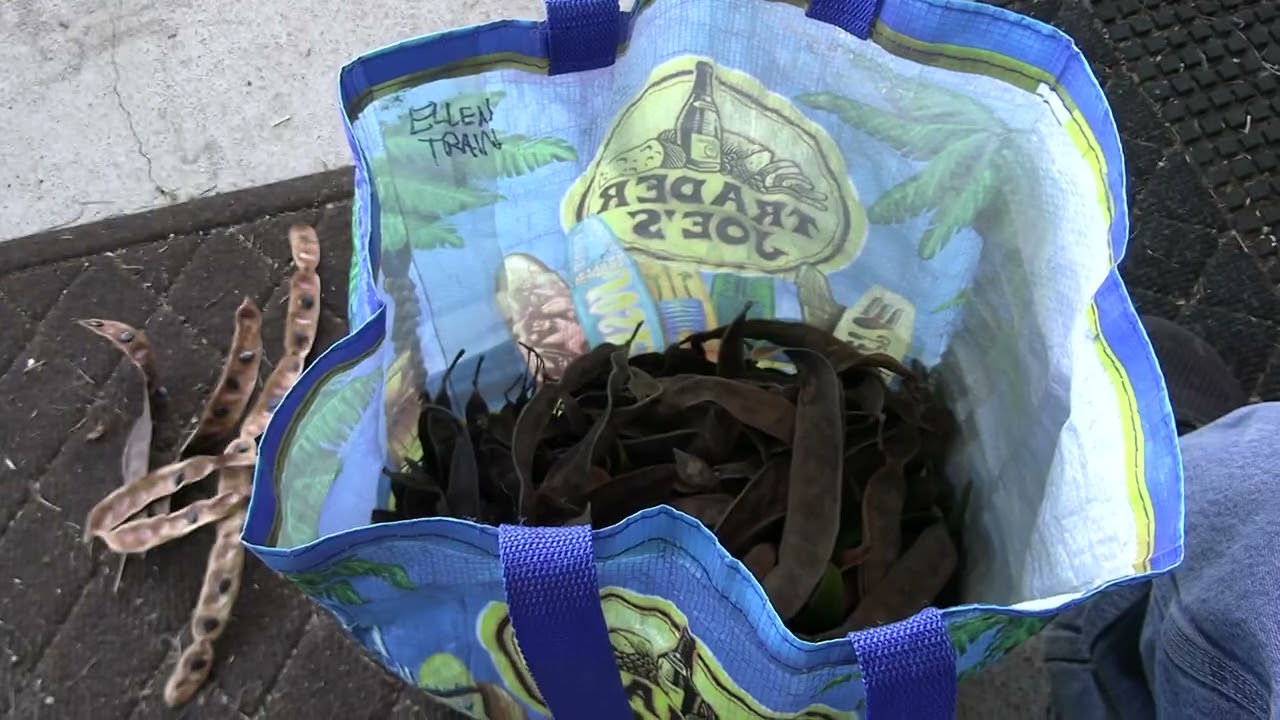 Koa Seeds are here