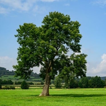 2048x1365Fraxinus excelsior SEO GettyImages 1343909329 c4c9f45