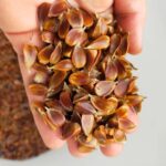 Beech Nuts
