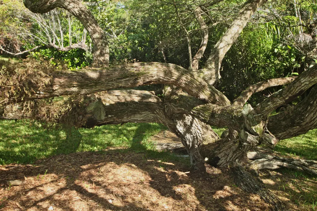 Mesquite Tree