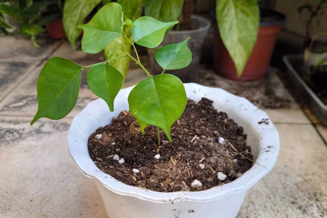 Narra Tree a Small green plant in white pot