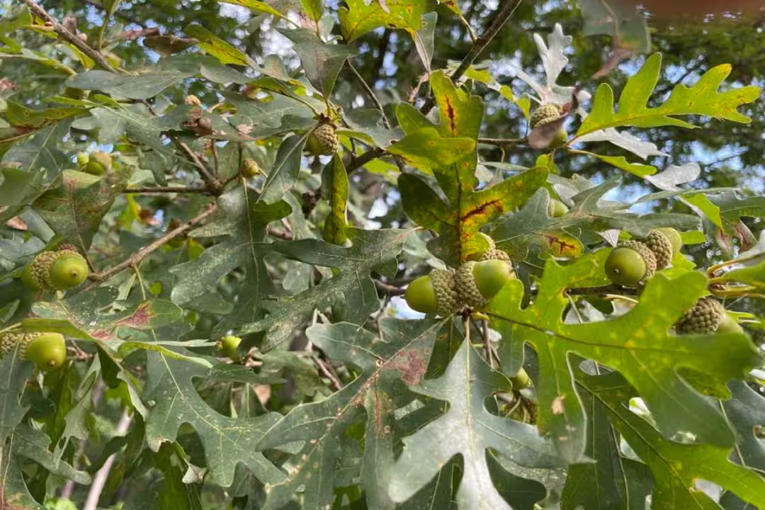 Scarlet oak Acorns
