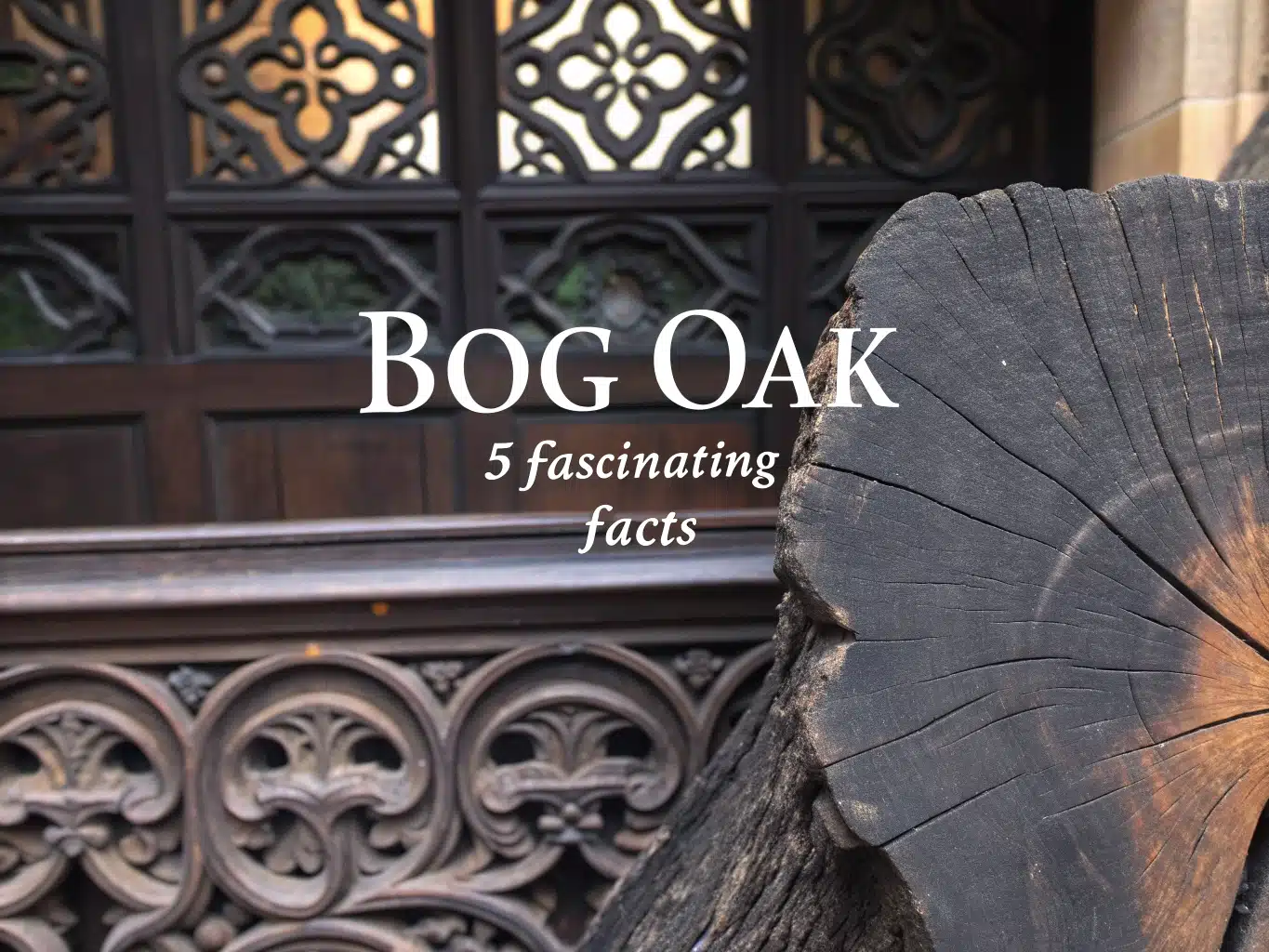 bog oak