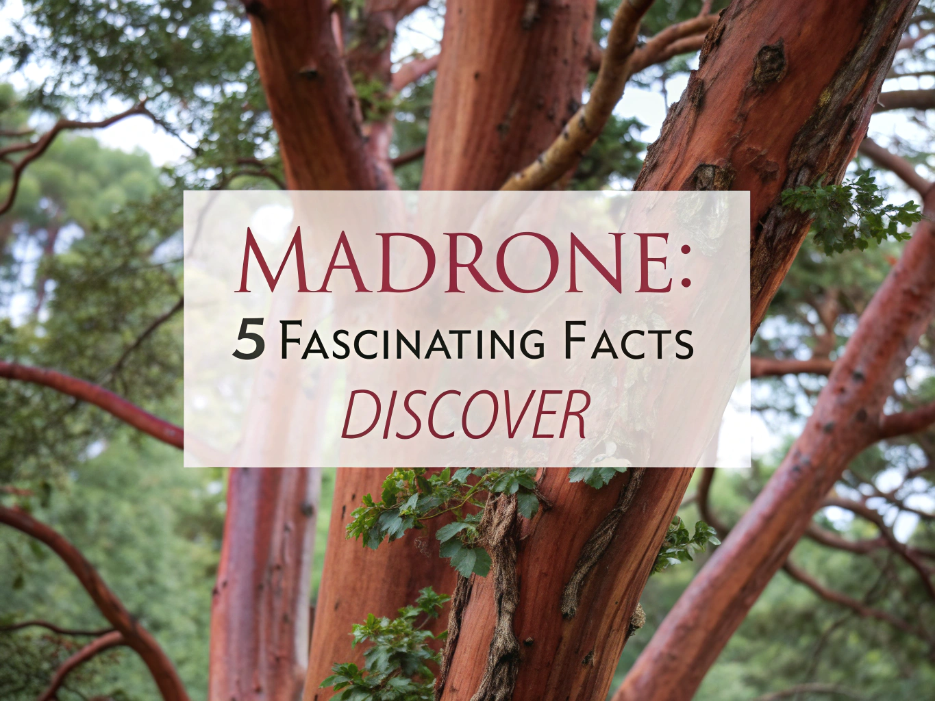 madrone