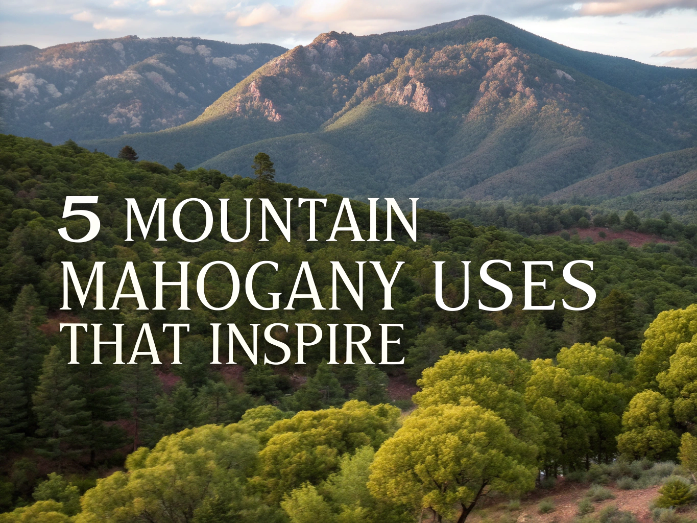 mountain mahogany