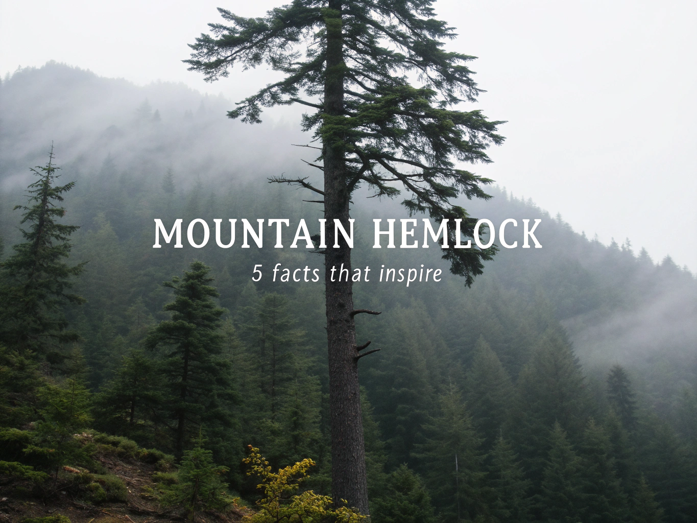Mountain Hemlock: 5 Facts That Inspire