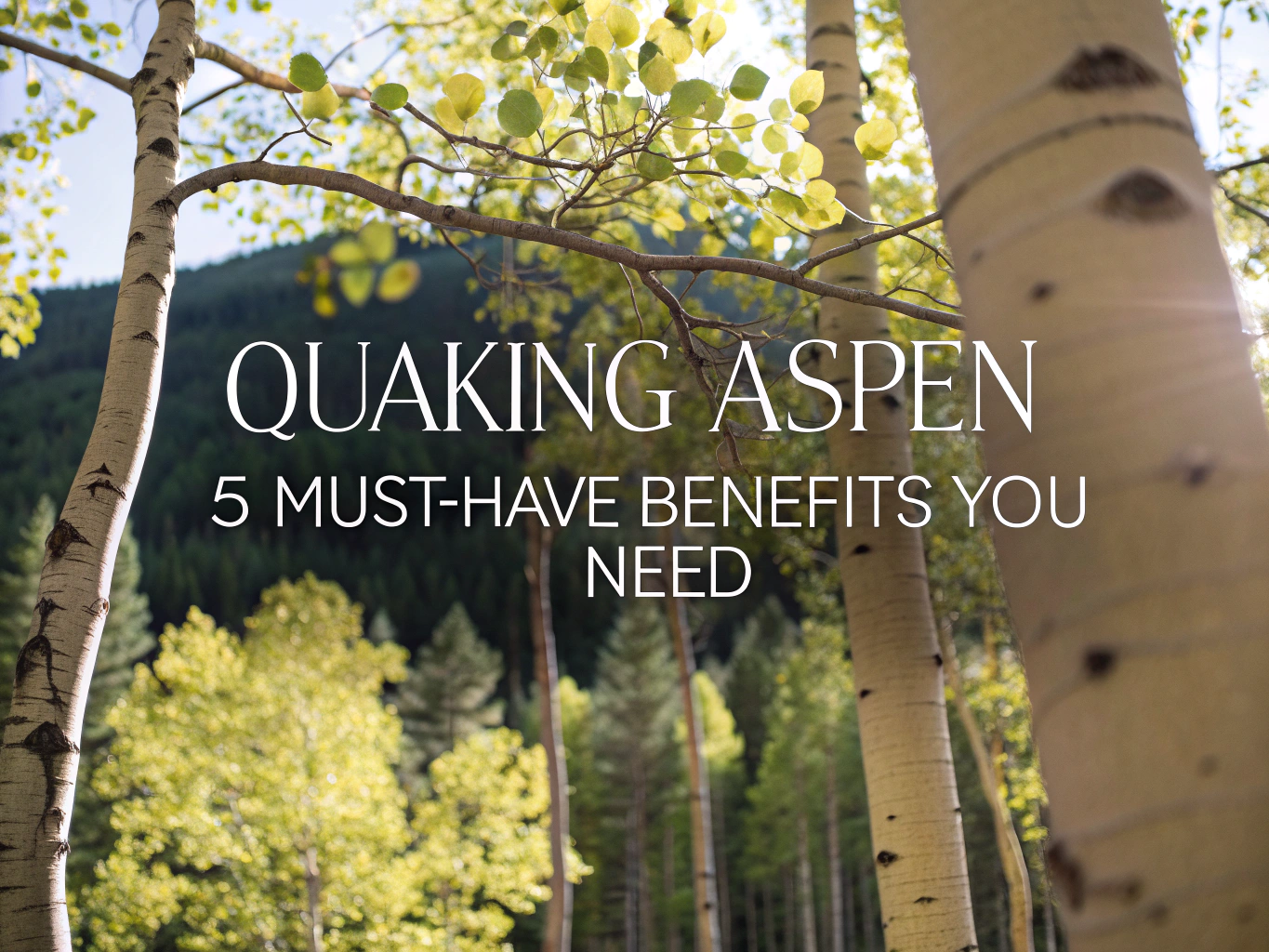 quaking aspen