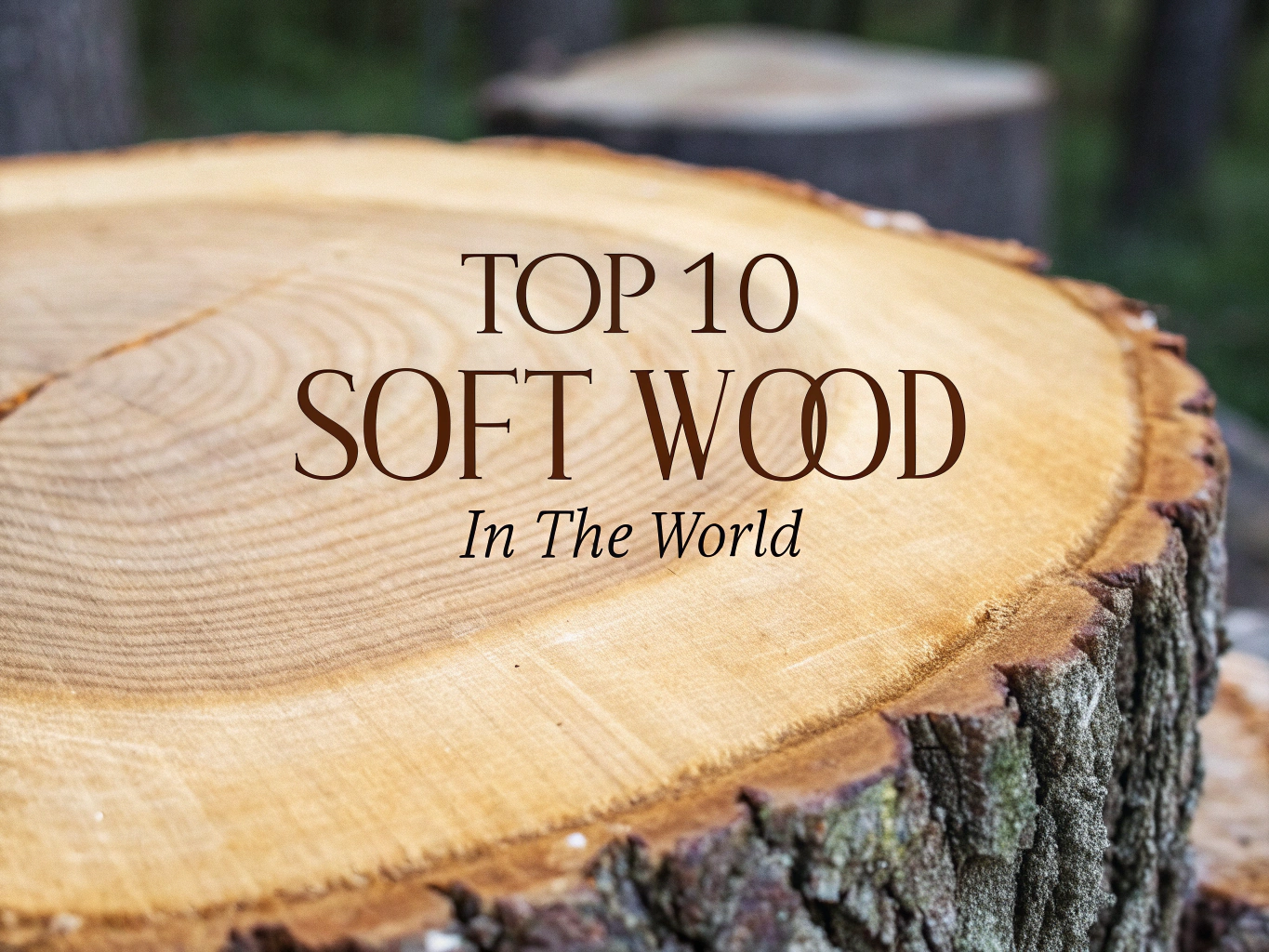 soft wood