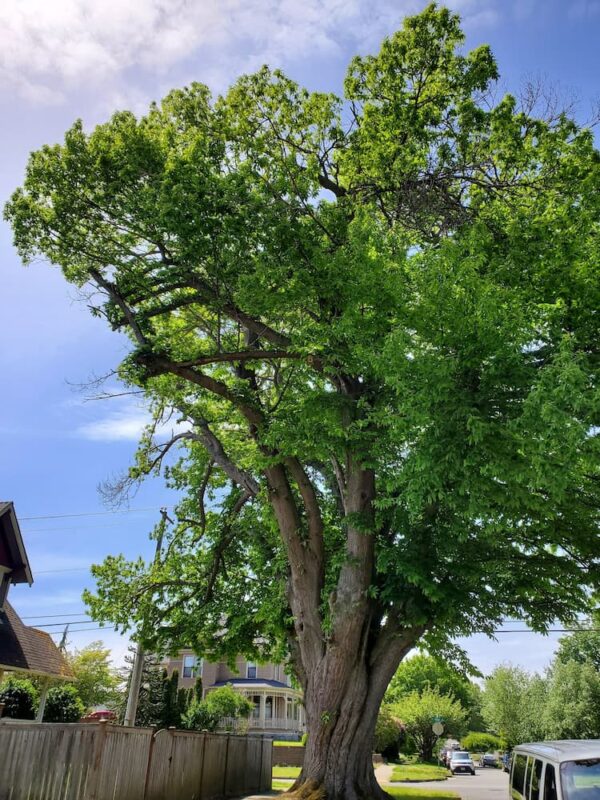 American Chestnut