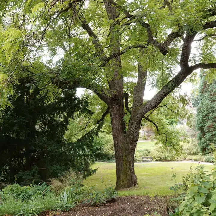 Black Walnut