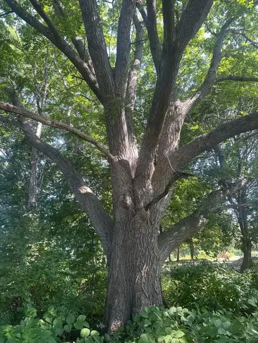 Butternut Tree