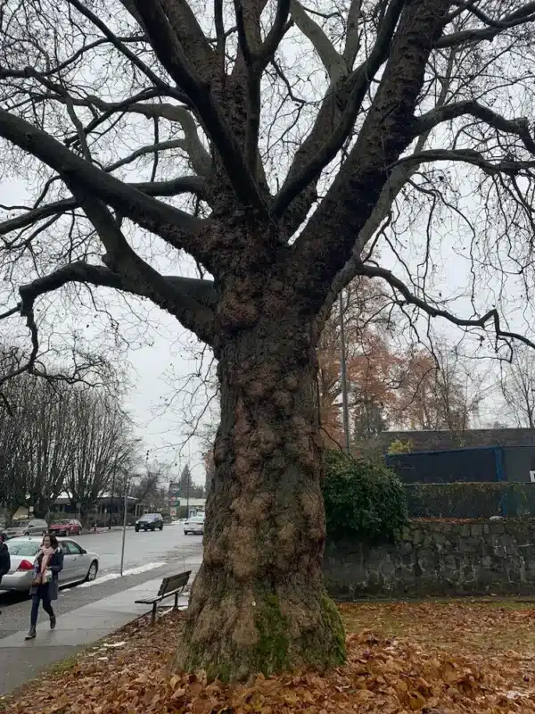 Maple TREE