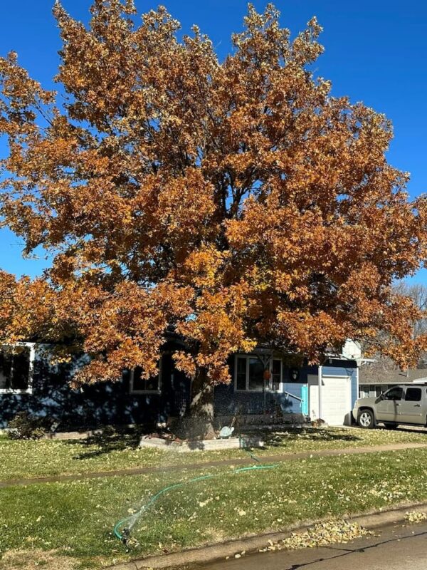 Northern Red Oak