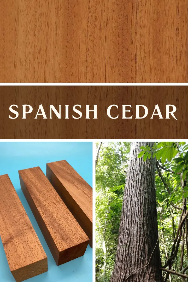 Spanish Cedar: 5 Fascinating Facts Every Cigar Lover Should Know