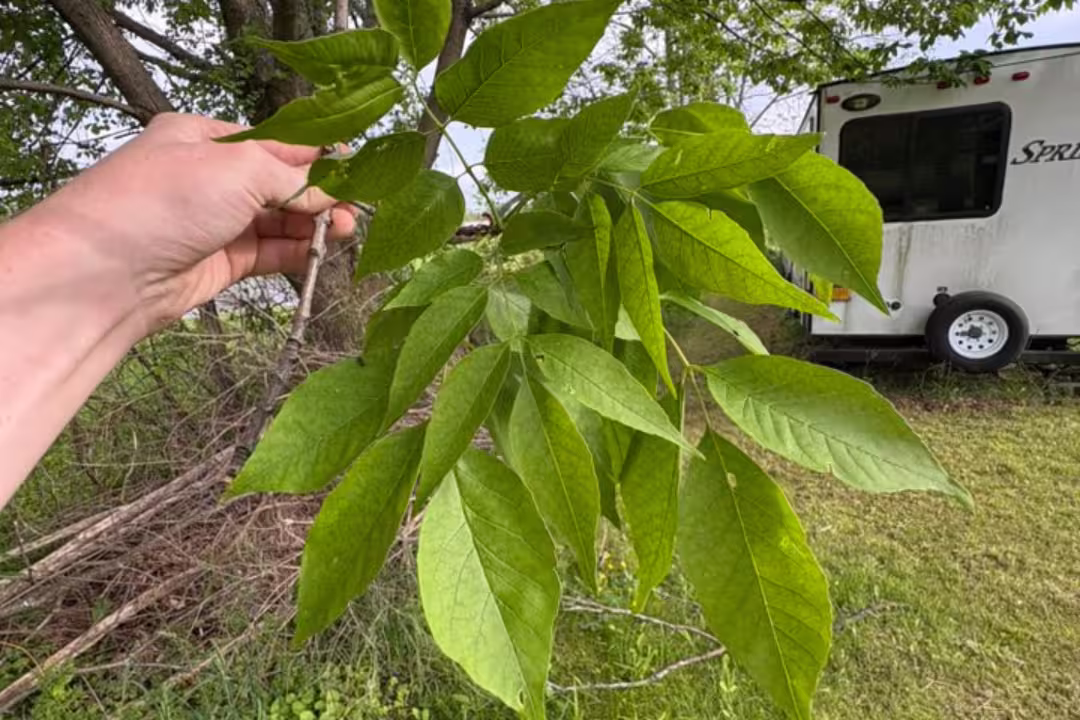 Black ash leaves