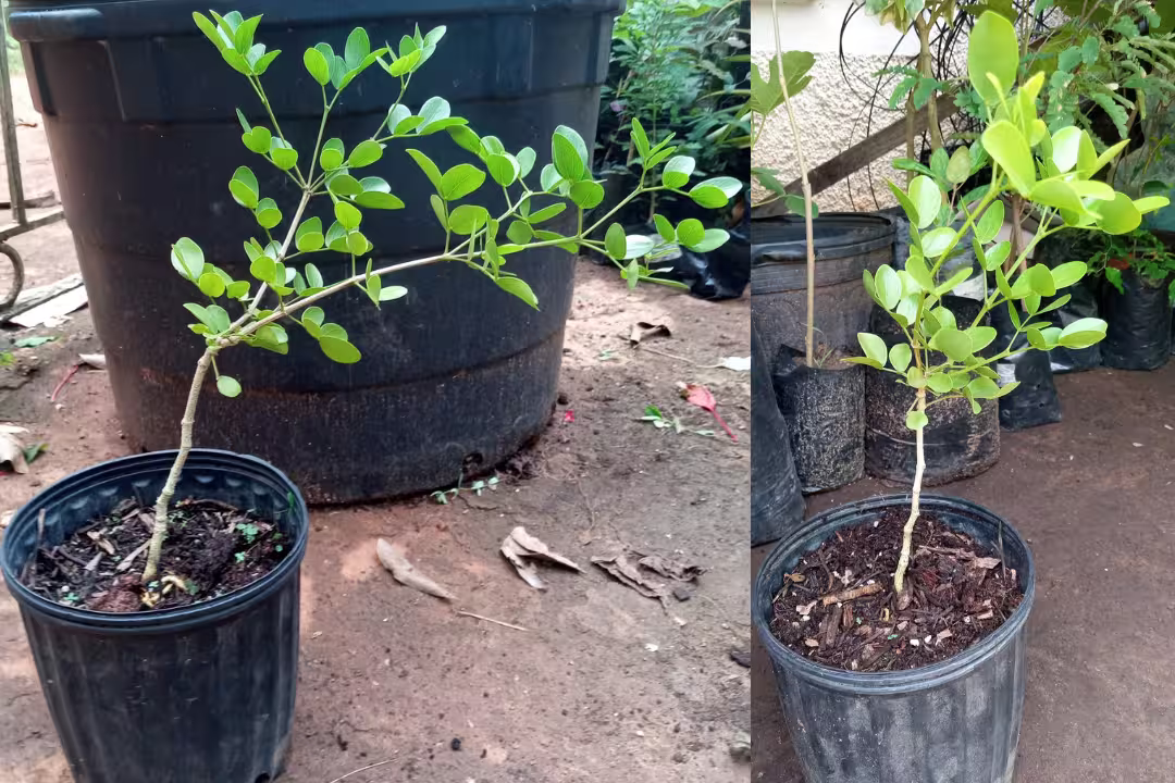 Lignum vitae tree