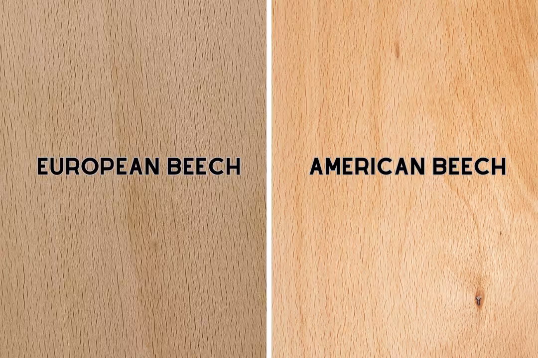 American beech vs European beech