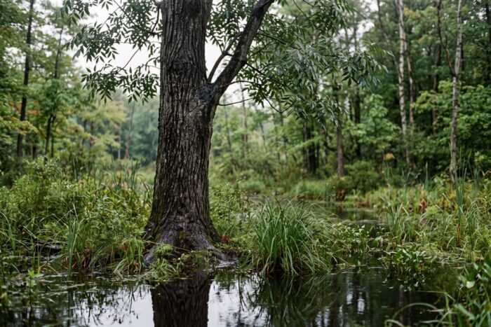 Shellbaark Tree Shellbark Hickory Identification And Nut Guide