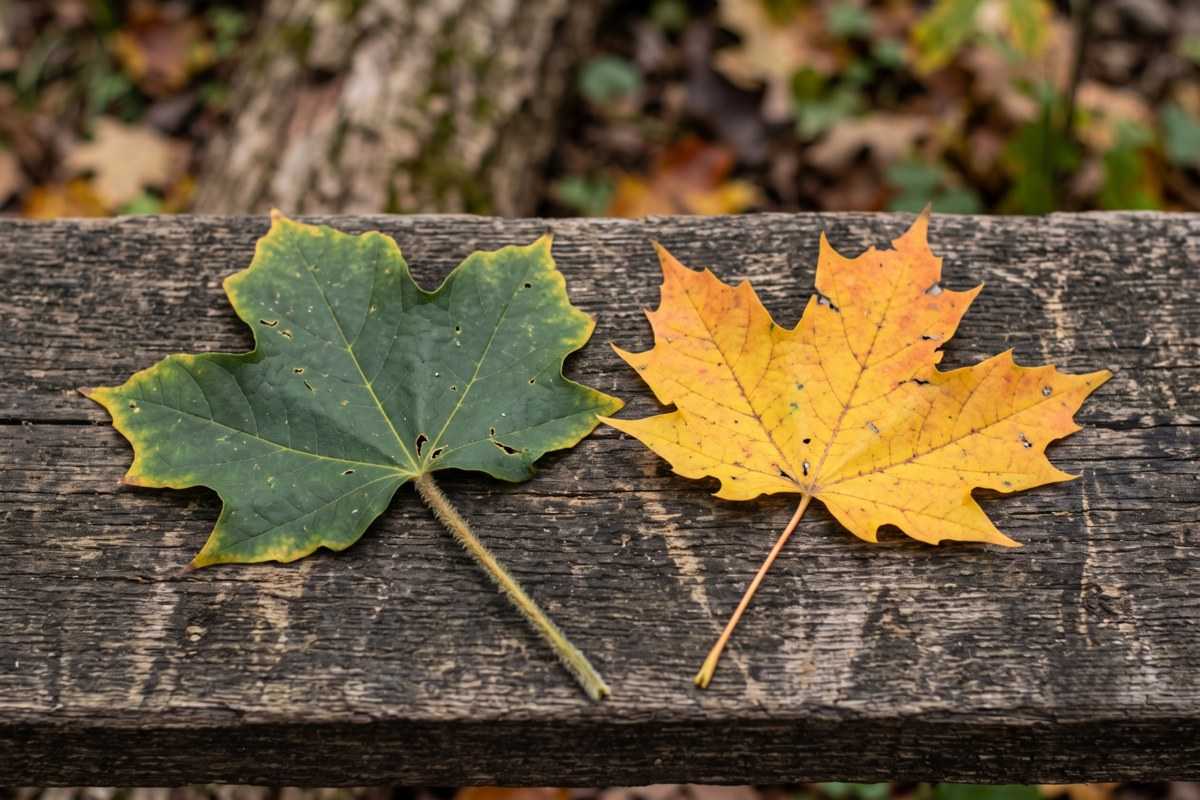 black maple 3