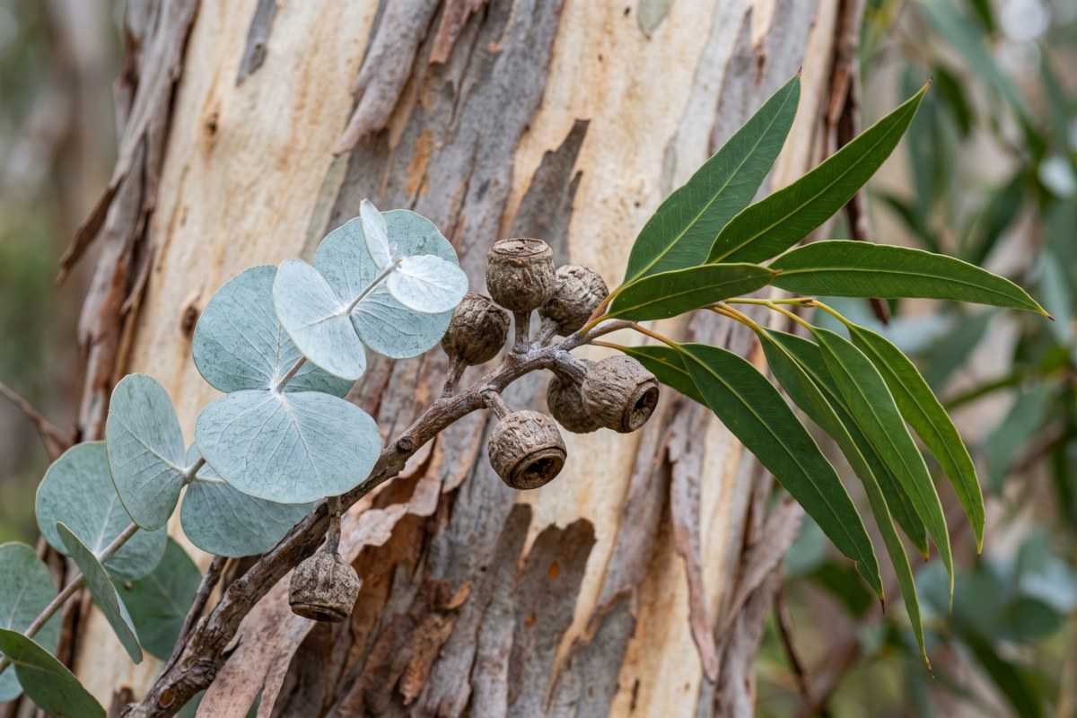 blue gum 3 1