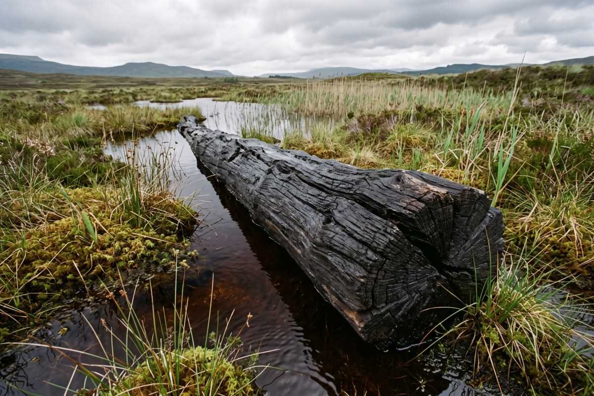 Bog oak log in a marshy wetland with grasses and distant hills