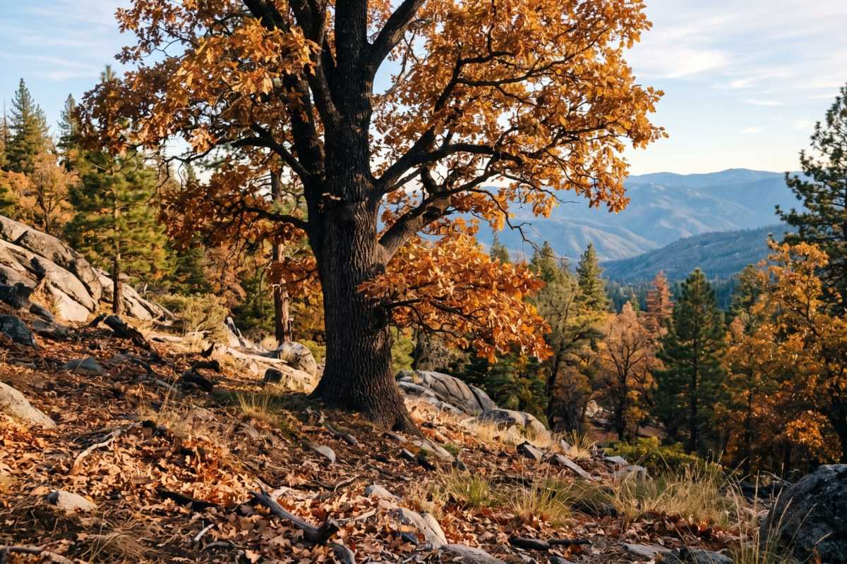 Mockernut hickory tree with golden autumn leaves on a rocky mountainside overlooking forested hills