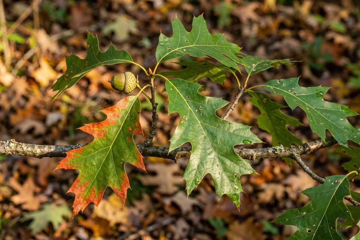 cherrybark oak 3