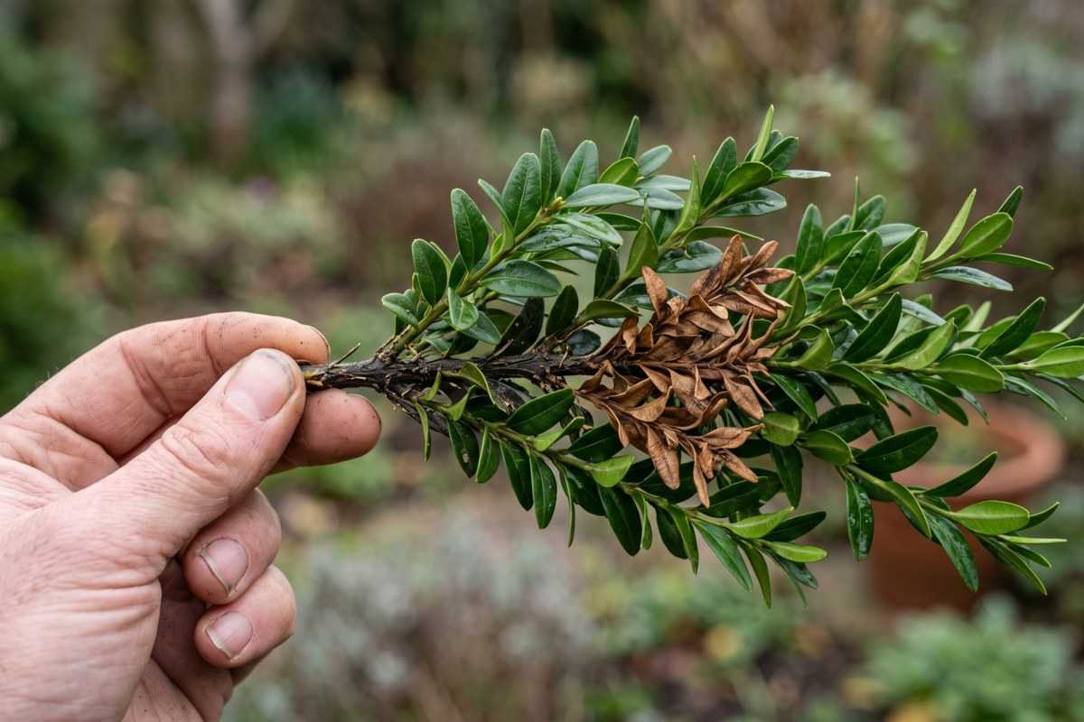 english boxwood 3