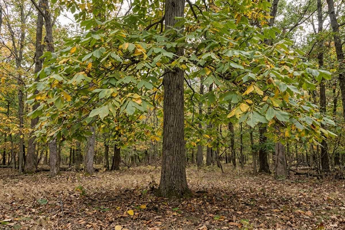 Mockernut hickory tree with broad green and yellowing leaves in an autumn woodland