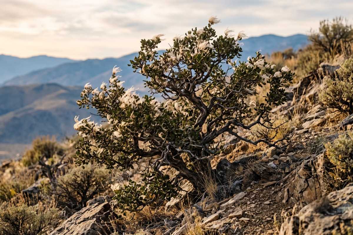 Mountain mahogany shrub blooming on a rocky mountainside with distant blue ridges at sunset