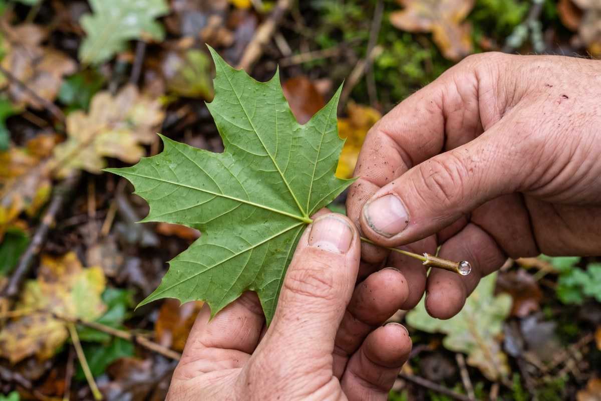 norwegian maple 3