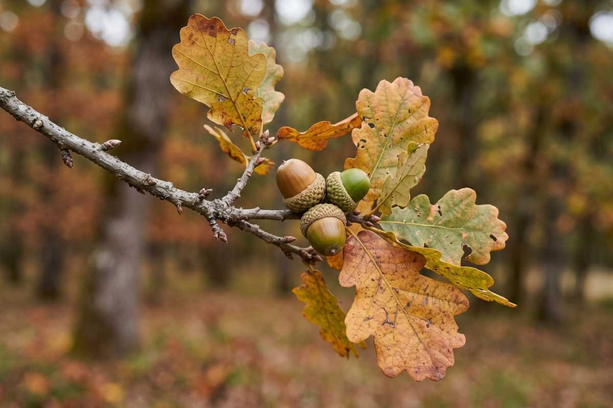 oregon oak 2