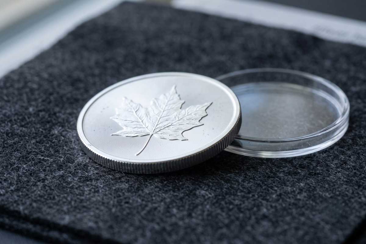 silver leaf maple 2 1