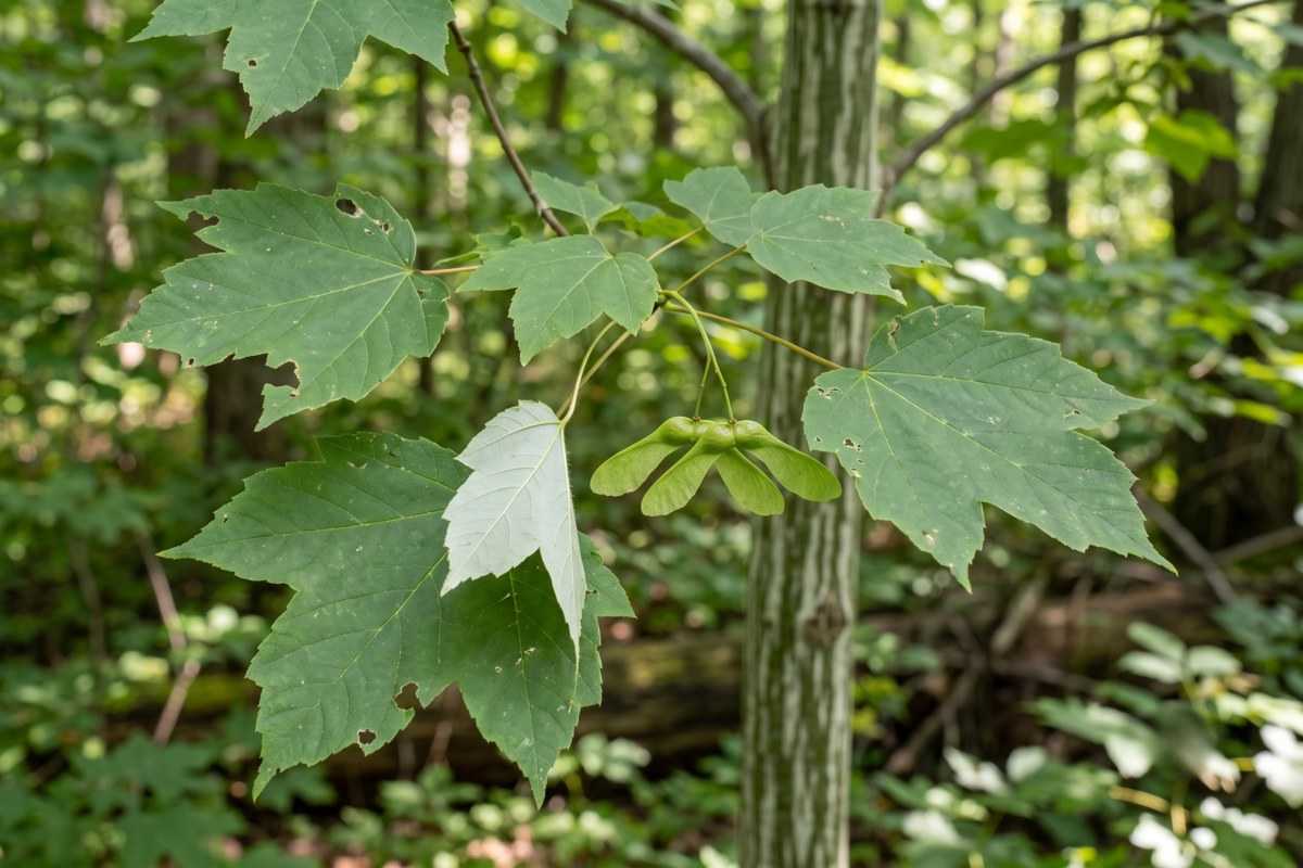 striped maple 3