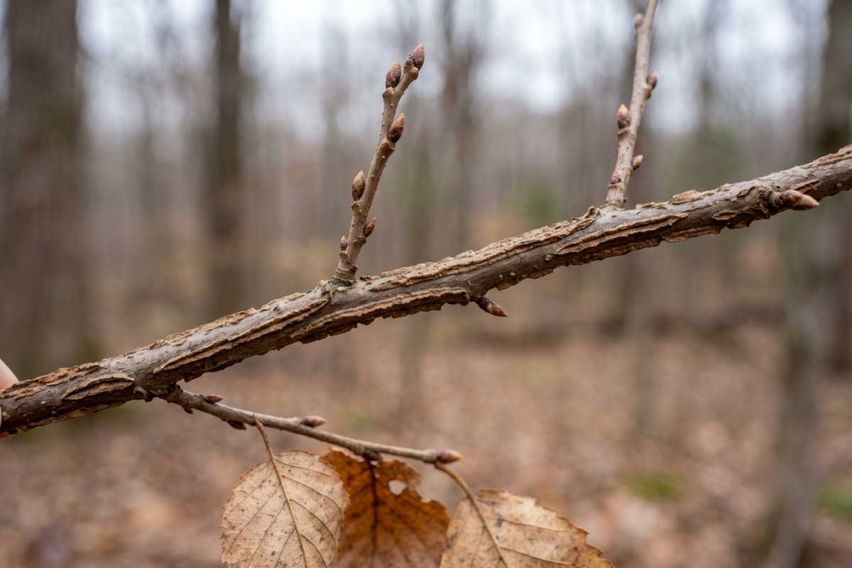 winged elm 2