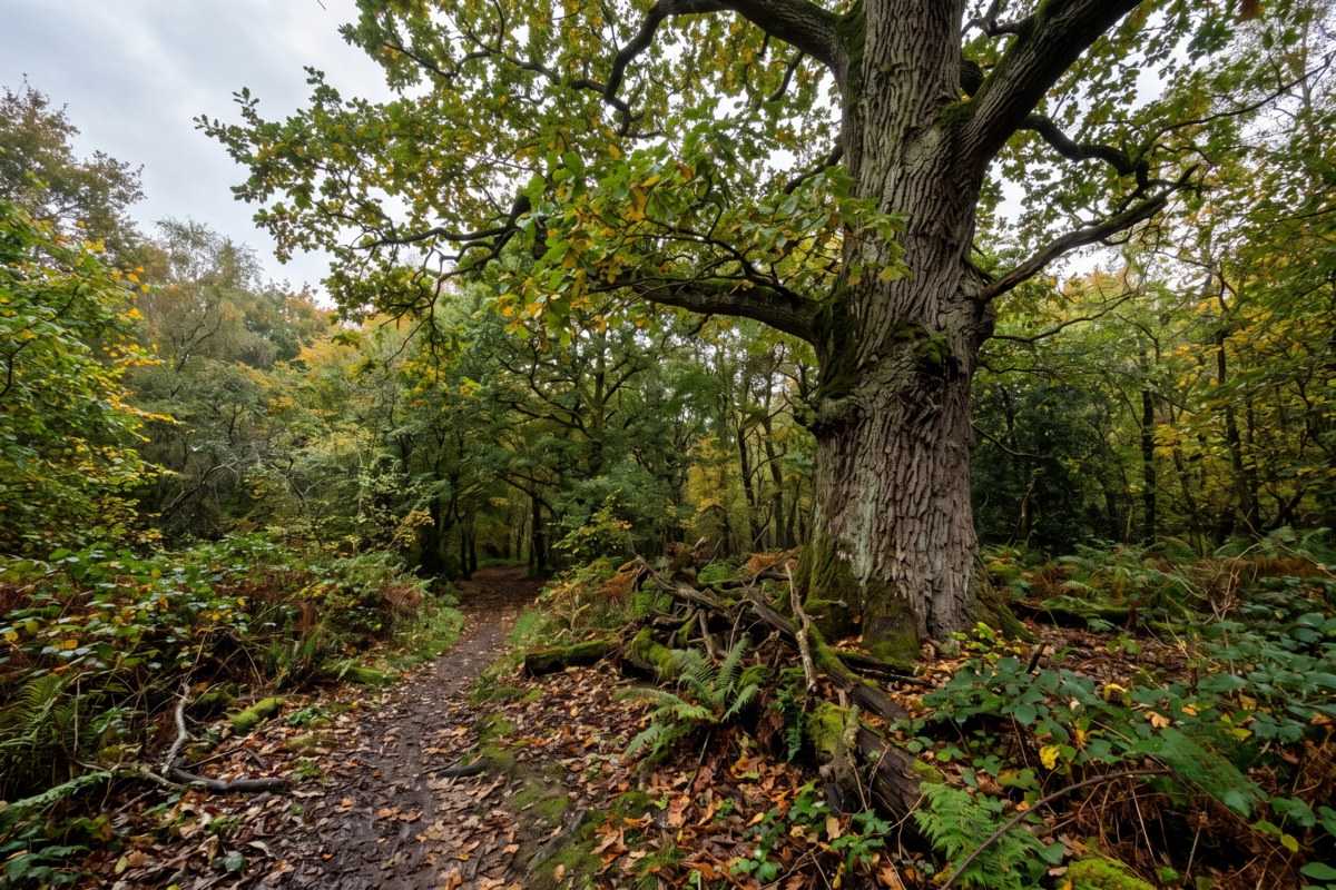 Wych elm tree beside a leaf-strewn path in a lush autumn woodland