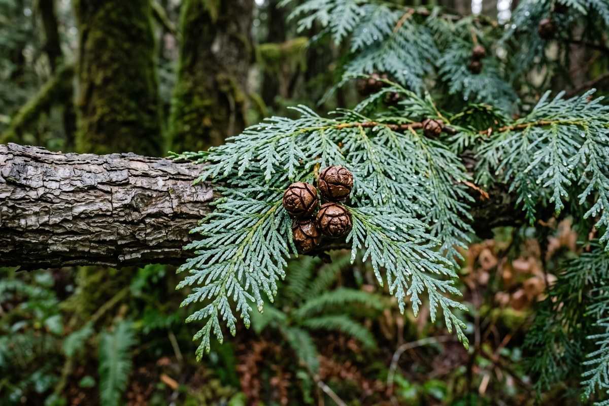 alaskan cedar 3