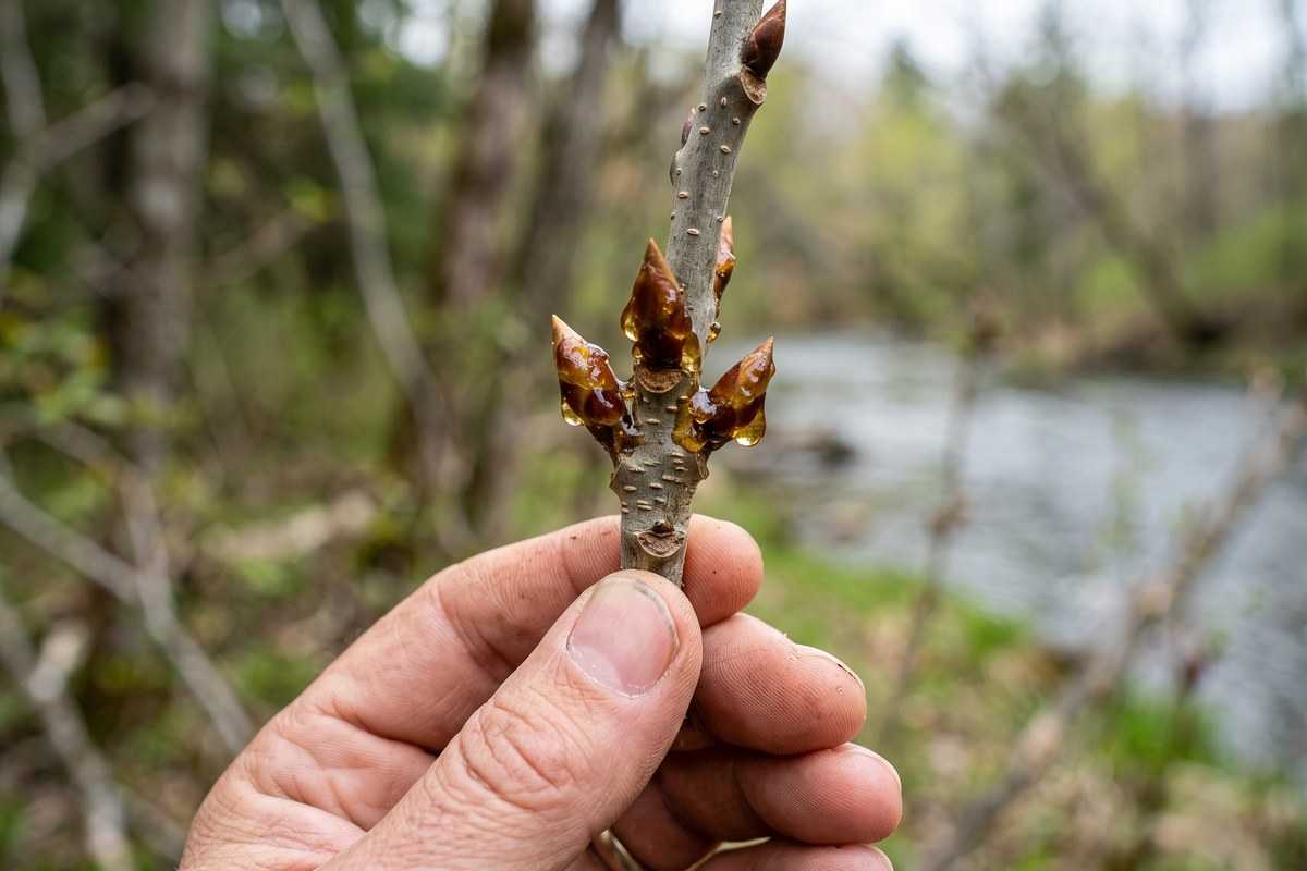balsam poplar 2