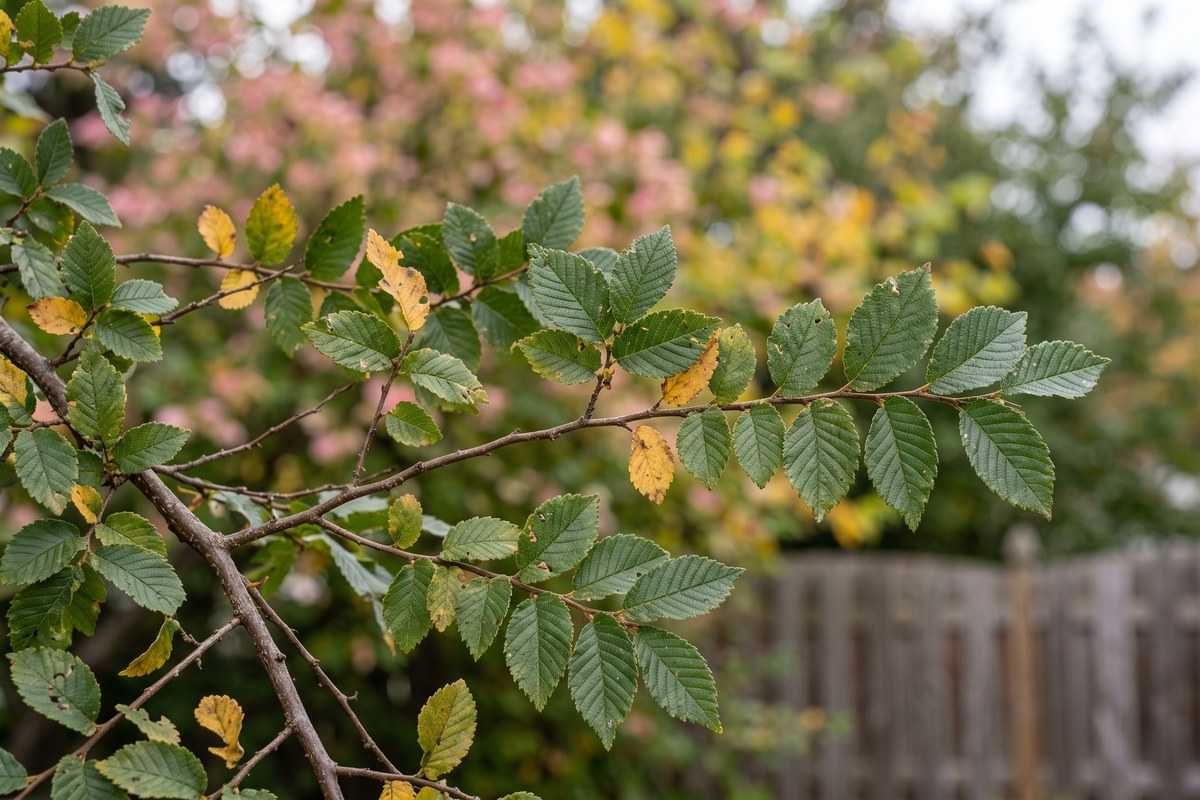 cedar elm 2 1