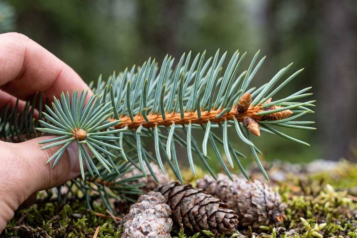 engelmann spruce 2