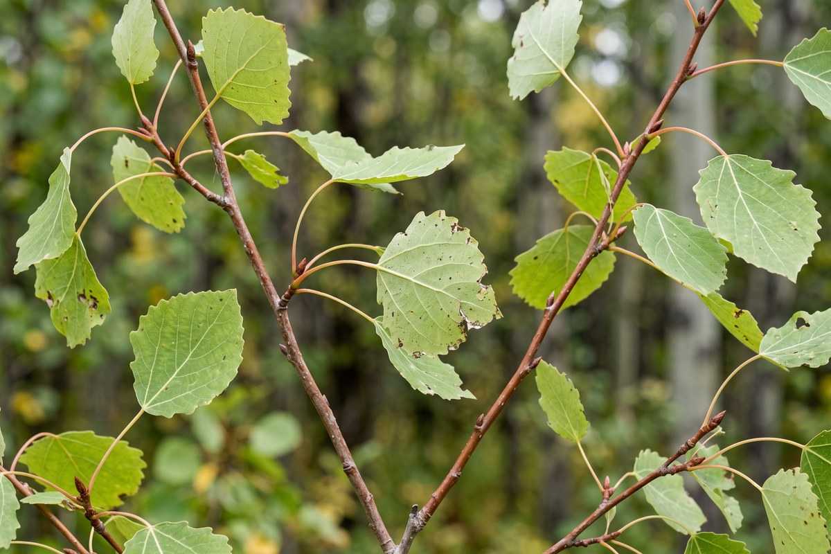 quaking aspen 2